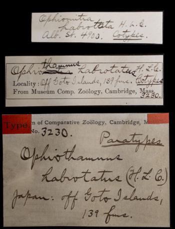 Media type: image;   Invertebrate Zoology OPH-3230 Aspect: labels